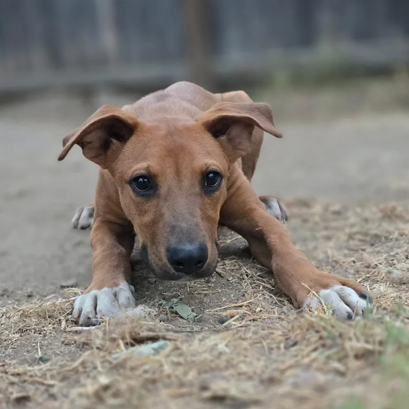A baby medium-sized male Red / Chestnut / Orange Rhodesian Ridgeback dog named Copper for adoption in Hayward, CA