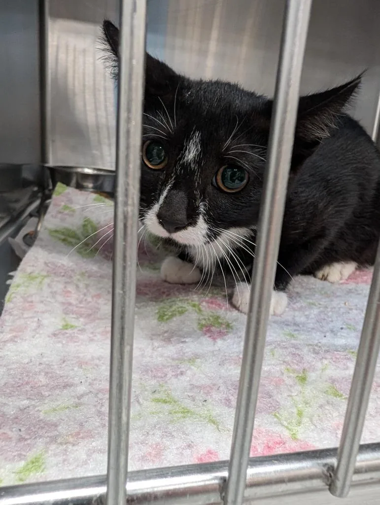 A baby small-sized male Domestic Short Hair cat named Harlow for adoption in Angola, IN