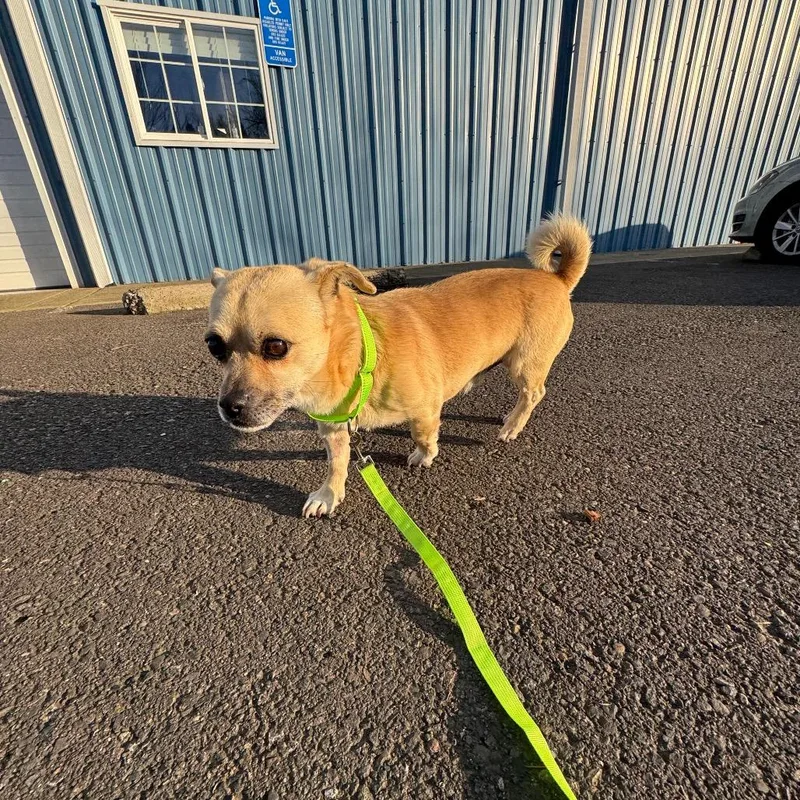 Gambit C thumbnail 2