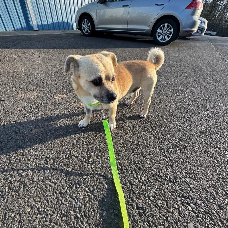 Gambit C thumbnail 3