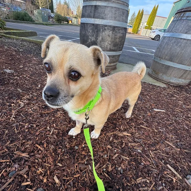 Gambit C thumbnail 4