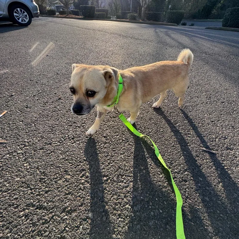 Gambit C thumbnail 5