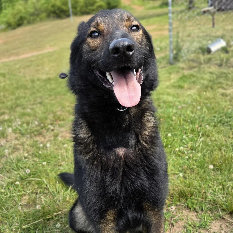 An adult medium-sized male Black German Shepherd Dog dog named Zeus for adoption in Franklin, NC
