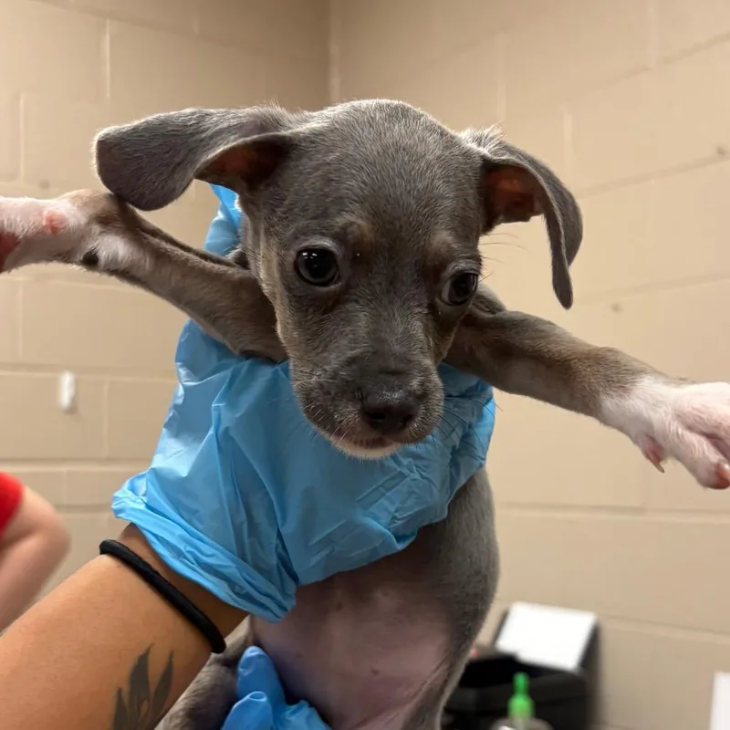 A baby small-sized female Gray / Blue / Silver Chihuahua dog named Narcissa for adoption in Birmingham, AL