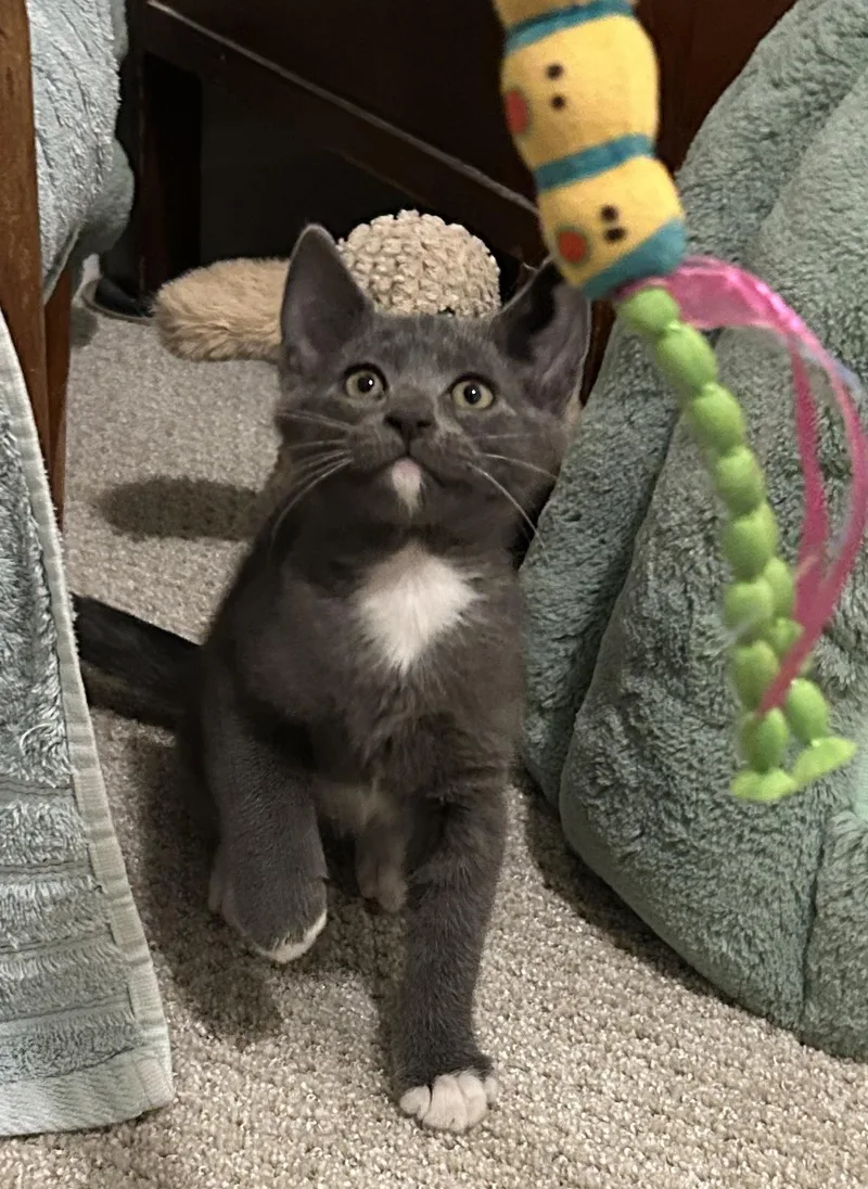 Phineas thumbnail 2