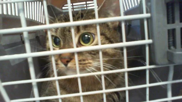 An adult large-sized female Domestic Short Hair cat named Kali for adoption in Charlotte, NC