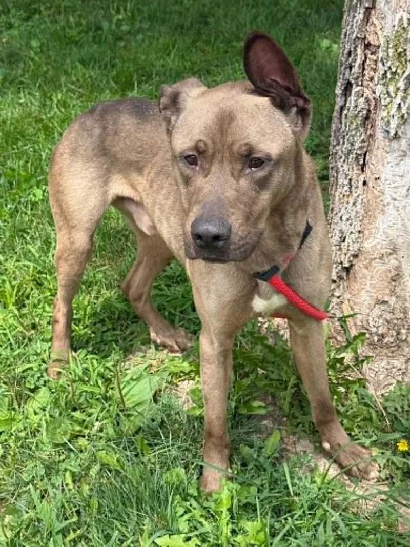An adult medium-sized male Brown / Chocolate Husky dog named Zanex for adoption in Springfield, IL