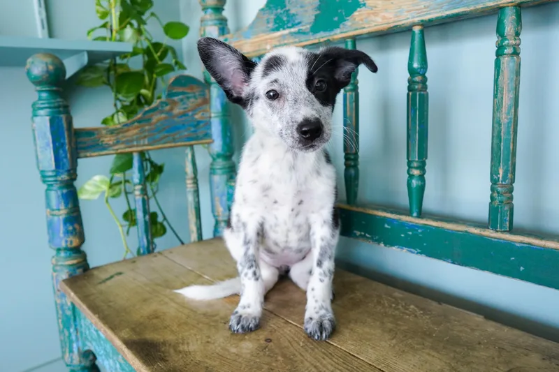A baby small-sized female Australian Cattle Dog / Blue Heeler dog named Fleur for adoption in San Antonio, TX