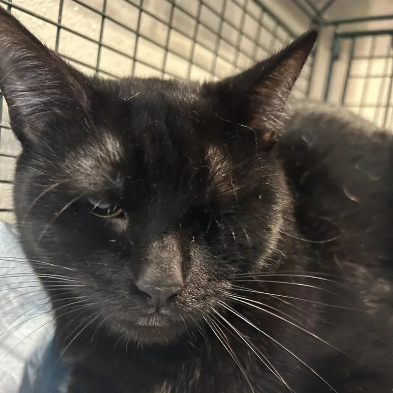 An adult medium-sized male Black Domestic Short Hair cat named Percy for adoption in San Gabriel, CA