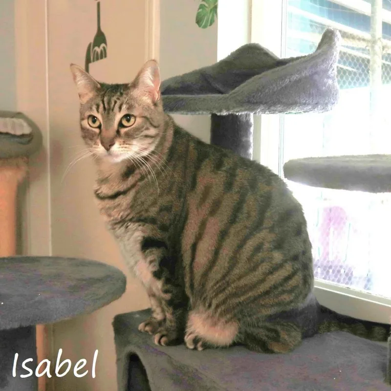 A senior small-sized female Brown / Chocolate Domestic Short Hair cat named Isabel for adoption in Yucaipa, CA