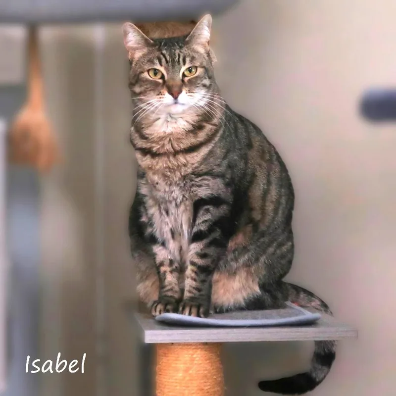 Isabel thumbnail 2