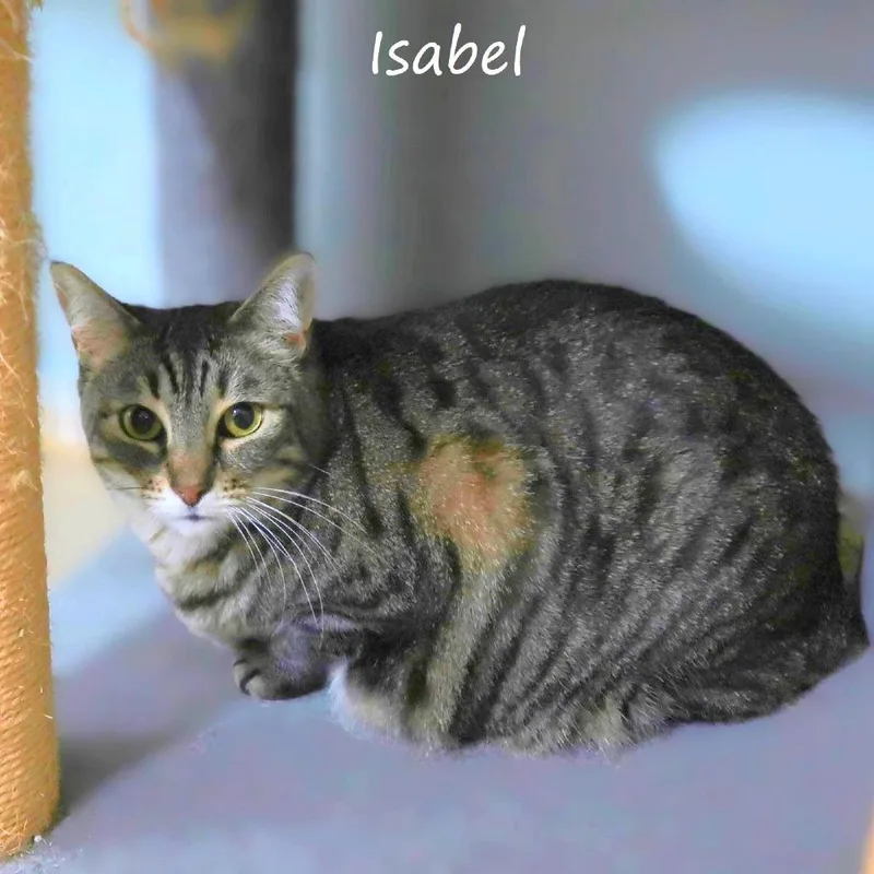 Isabel thumbnail 3