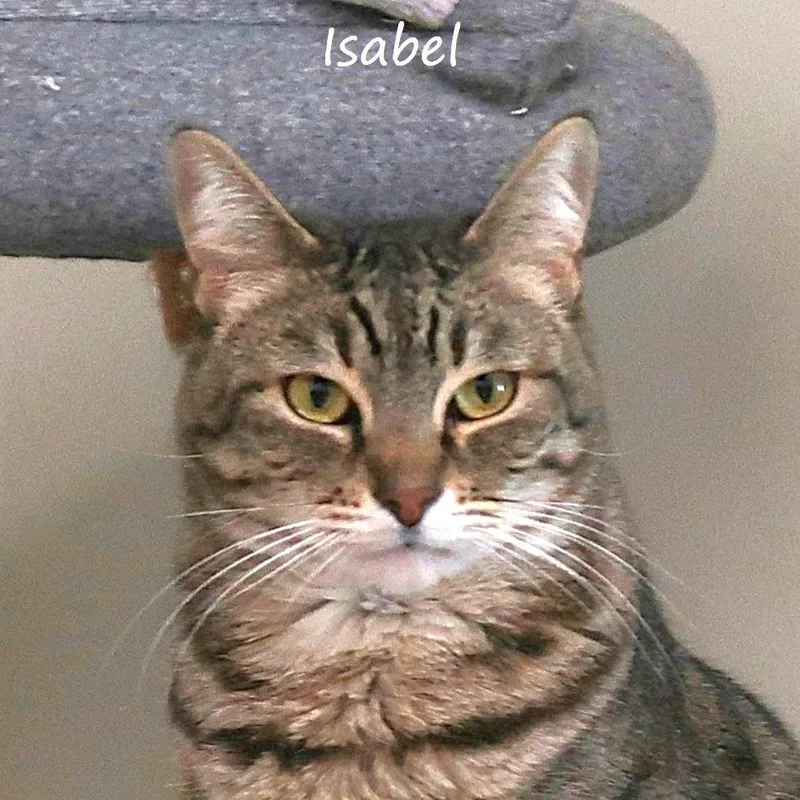 Isabel thumbnail 4