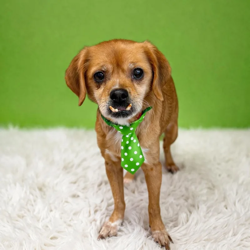 Cauliflower thumbnail 2