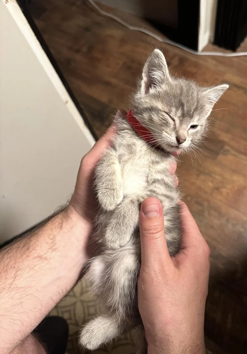 A baby medium-sized female Tabby (Gray / Blue / Silver) Domestic Short Hair cat named Ostara for adoption in Grand Haven, MI