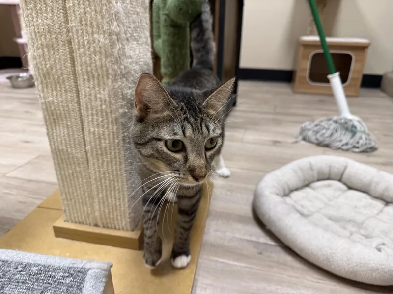 An adult medium-sized female Brown / Chocolate Domestic Short Hair cat named Rose Mary for adoption in Chandler, AZ