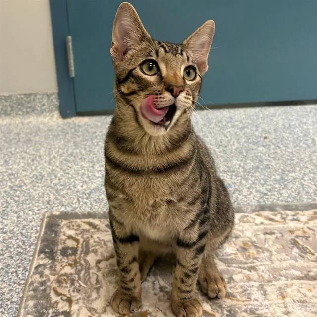 A young small-sized male Domestic Short Hair cat named Mekeyo for adoption in Edmond, OK
