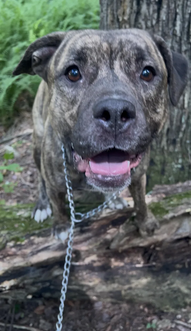 An adult medium-sized male Brindle American Staffordshire Terrier dog named Ube for adoption in Millerstown, PA