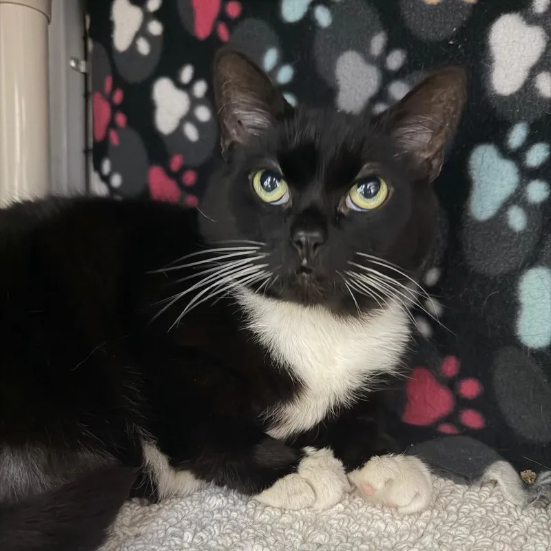 An adult large-sized male Black Domestic Short Hair cat named Ed for adoption in Waynesville, NC