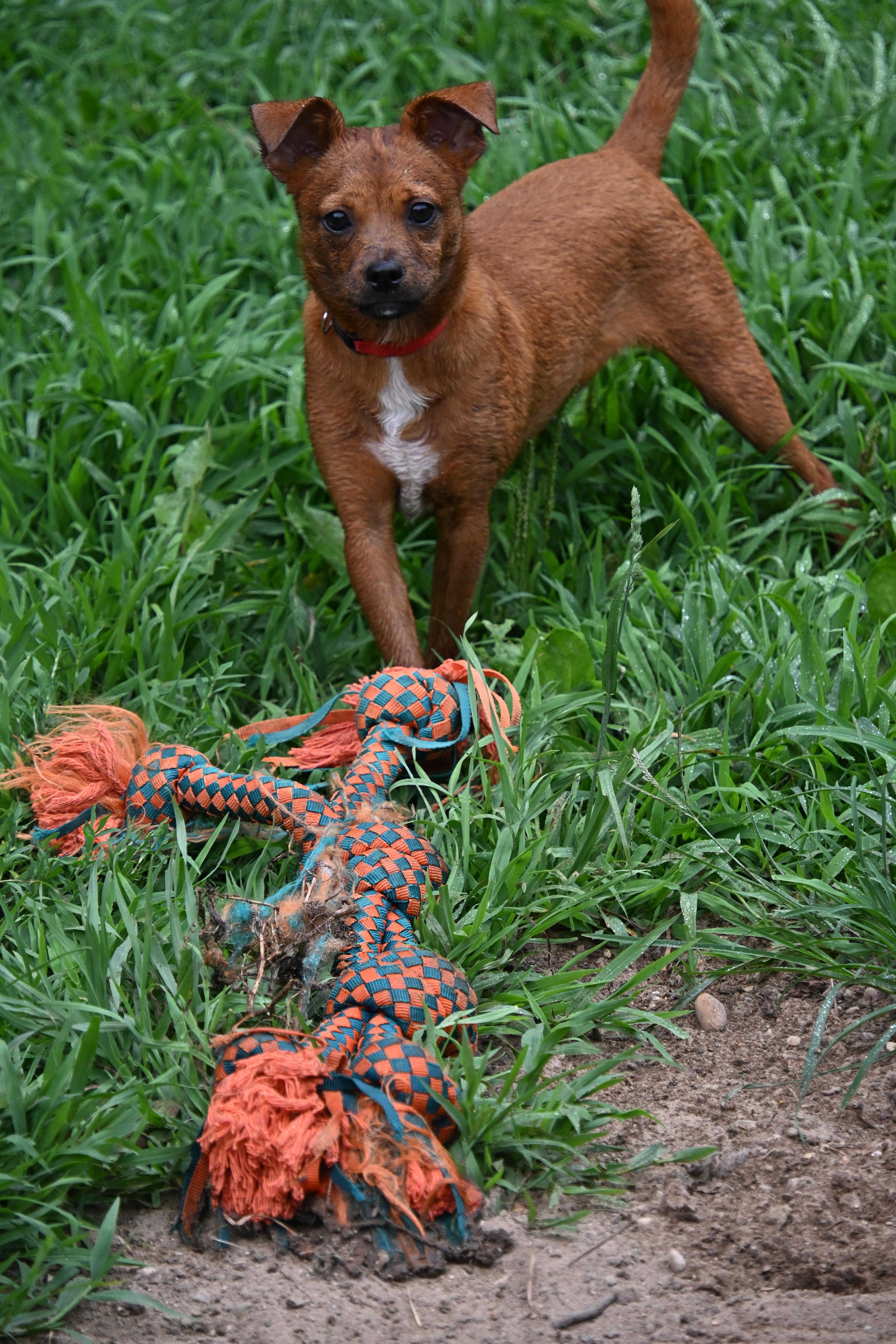 A baby small-sized male Red / Chestnut / Orange Chihuahua dog named Peanut for adoption in South Bend, IN