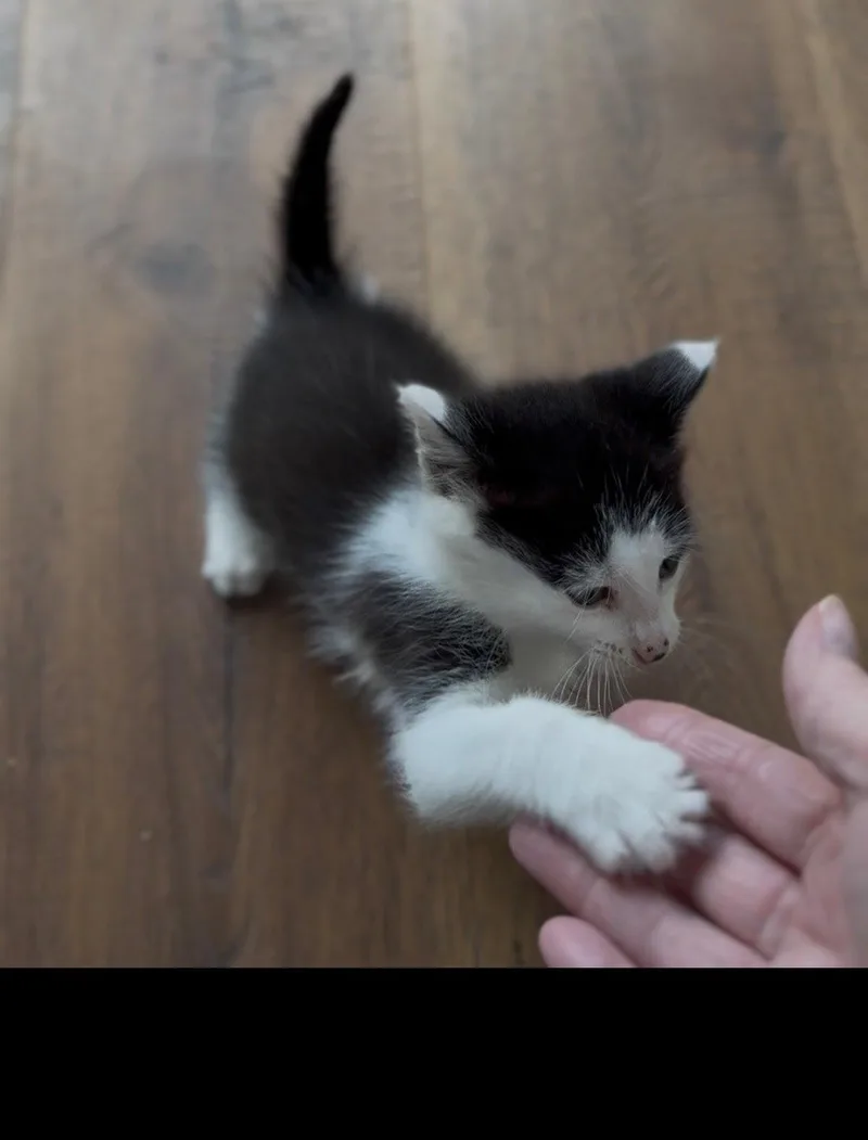 Bramble thumbnail 3