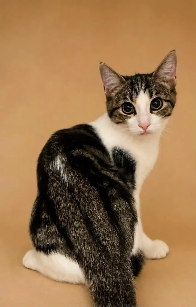 A baby small-sized male Domestic Short Hair cat named Norman for adoption in Columbia, TN