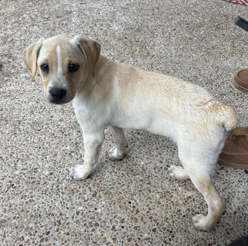 A baby medium-sized female Australian Cattle Dog / Blue Heeler dog named Taffy for adoption in Montgomery, TX