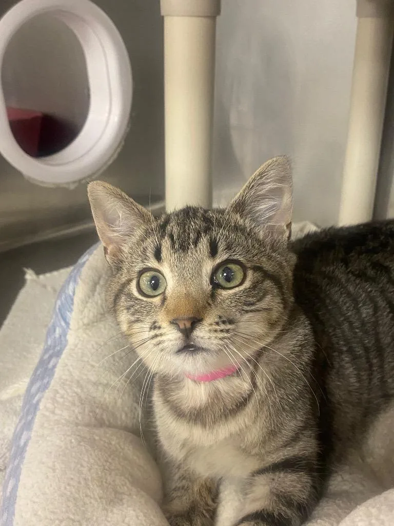 A baby medium-sized female Domestic Short Hair cat named Rosey for adoption in Athens, TN