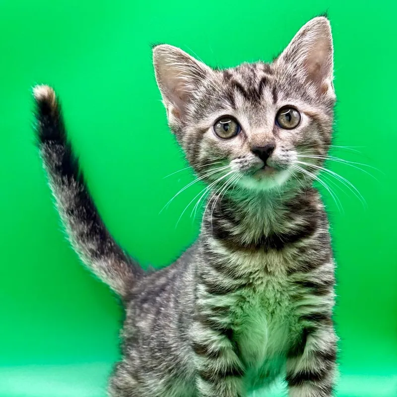 A baby small-sized female Brown / Chocolate Domestic Short Hair cat named Booya for adoption in Los Angeles, CA