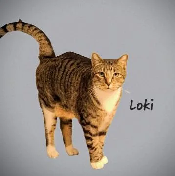 An adult extra large-sized male Tabby cat named Loki Dontforgetme for adoption in Houston, TX