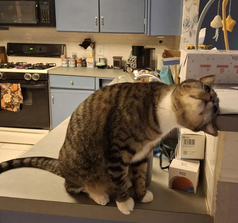 Loki Dontforgetme thumbnail 2