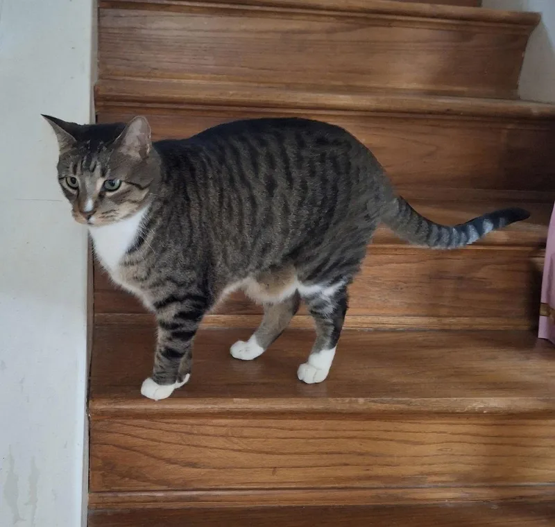 Loki Dontforgetme thumbnail 3