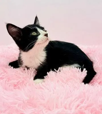 A baby medium-sized male Black & White / Tuxedo Tuxedo cat named Icee for adoption in Covington, LA