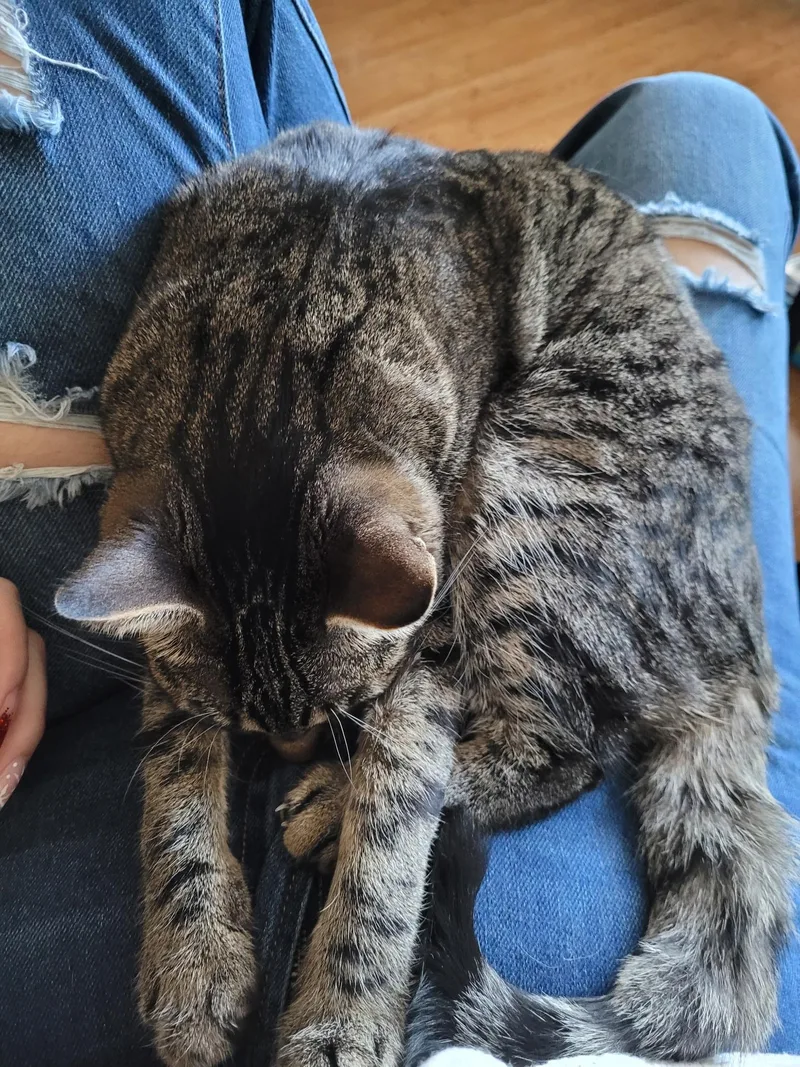 Cleo thumbnail 3