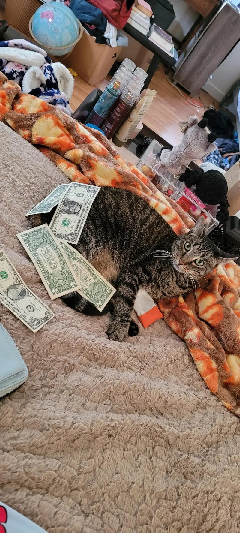Cleo thumbnail 4