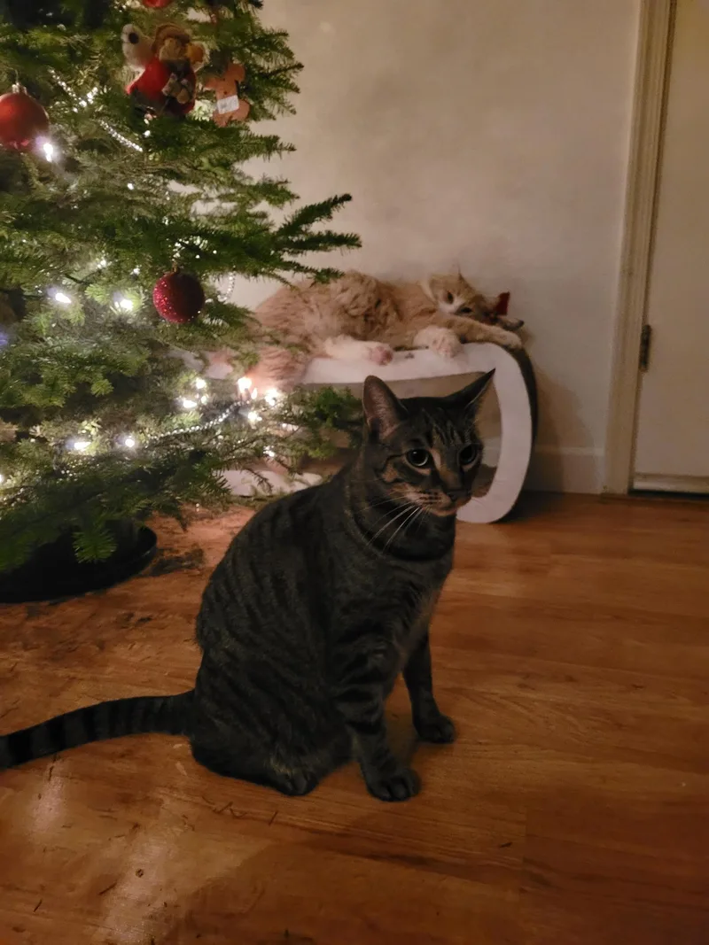 Cleo thumbnail 6