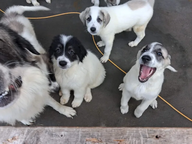 A baby large-sized female Great Pyrenees dog named Belle for adoption in Claremont, NC