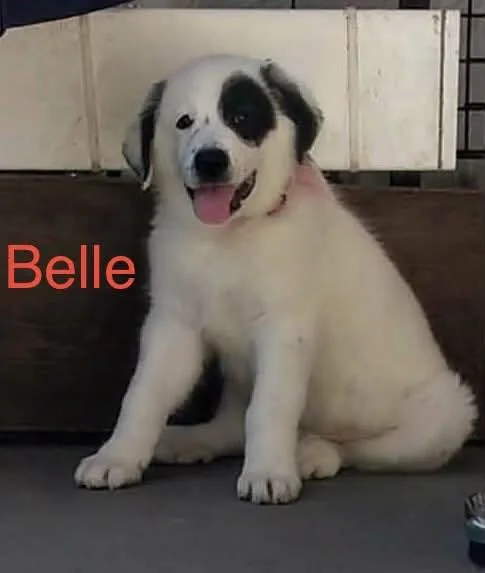 Belle thumbnail 2