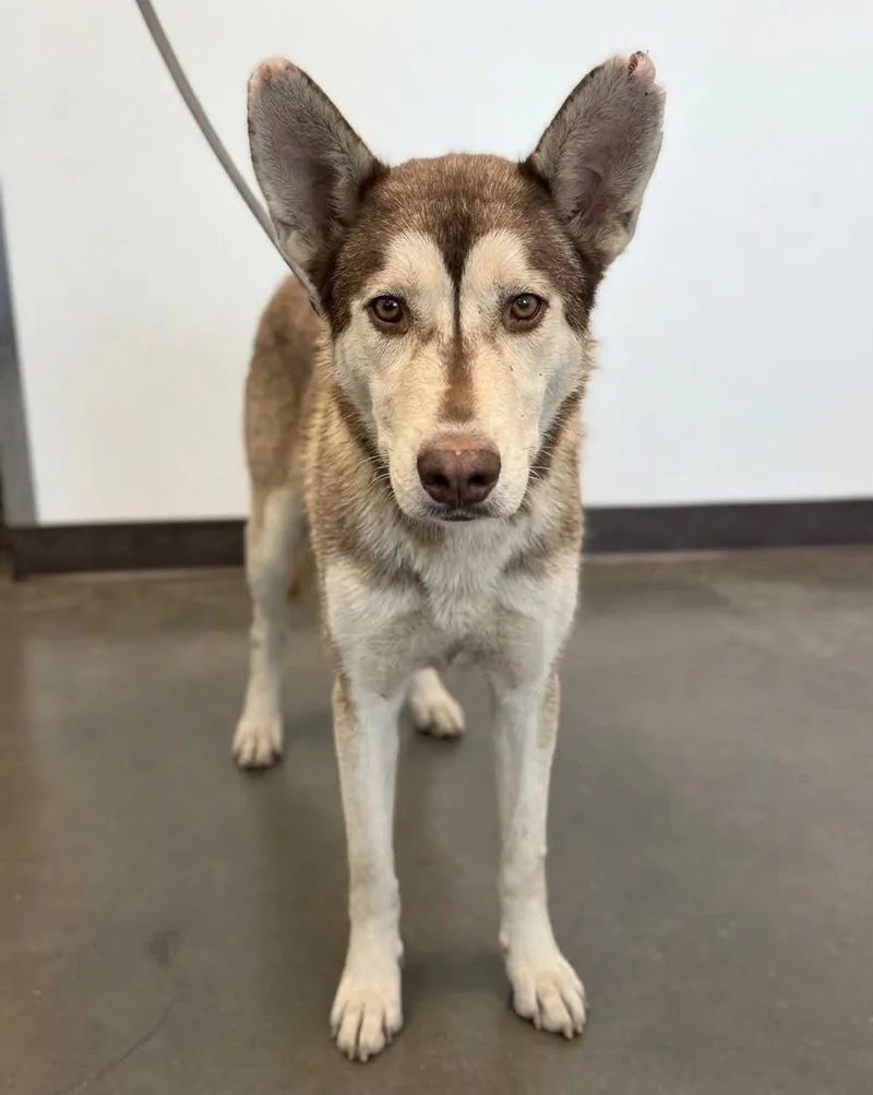 An adult large-sized female Siberian Husky dog named Bella for adoption in Chatsworth, CA