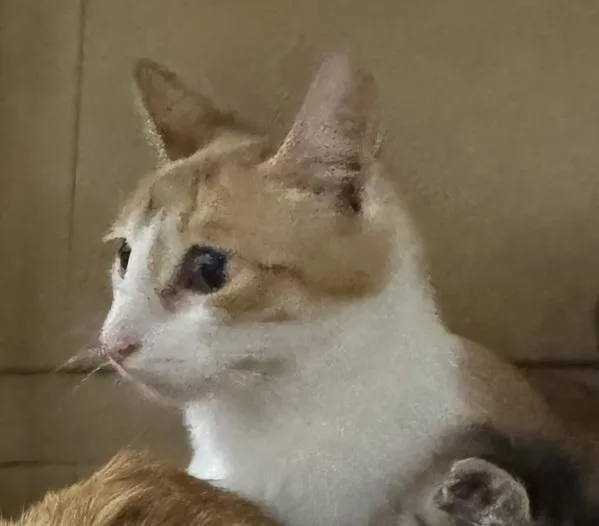 An adult medium-sized female Domestic Short Hair cat named Jessie for adoption in Des Moines, IA