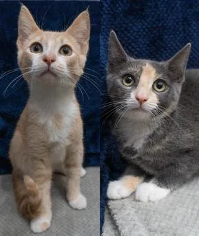 A baby small-sized male Tabby (Buff / Tan / Fawn) Domestic Short Hair cat named Charlie & Cherry for adoption in Encinitas, CA