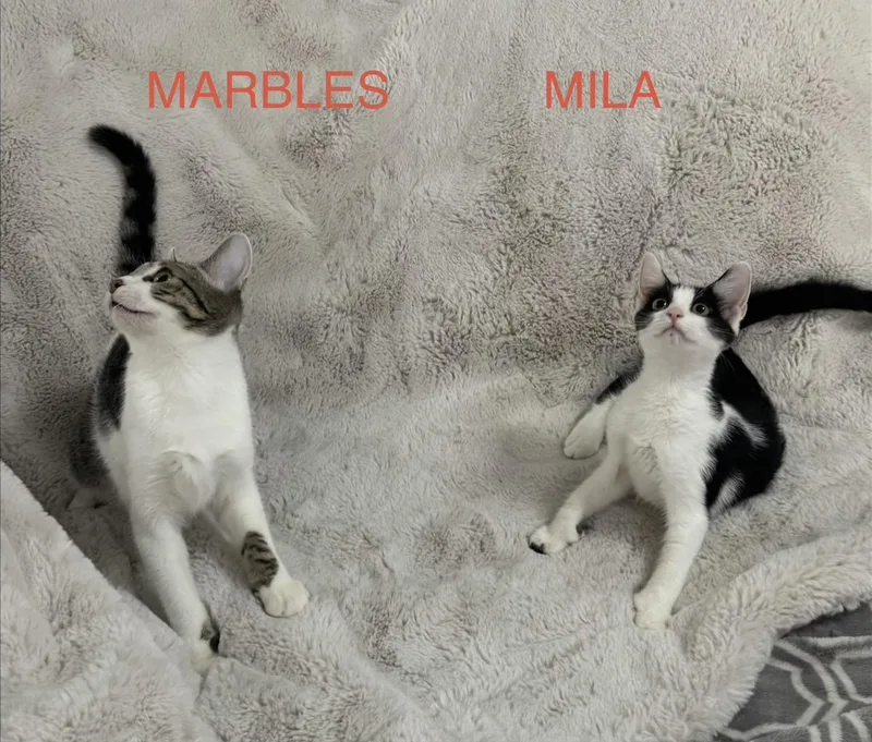 A baby medium-sized female Black & White / Tuxedo Domestic Short Hair cat named Mila & Marbles BONDED for adoption in Boca Raton, FL