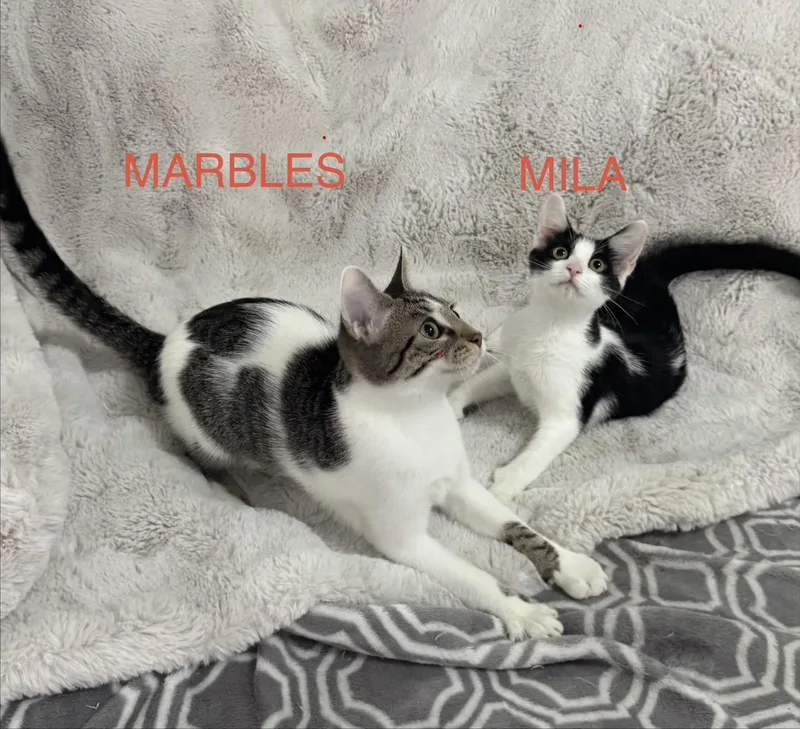 Mila & Marbles BONDED thumbnail 2