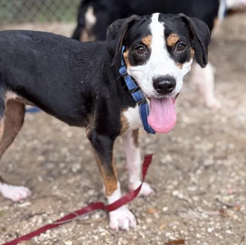 A young large-sized female Mixed Breed dog named Jolene for adoption in Pensacola, FL