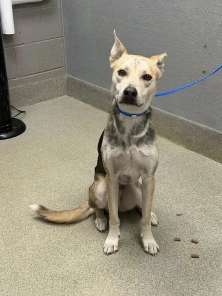 A young small-sized male German Shepherd Dog dog named Devon for adoption in Las Vegas, NV