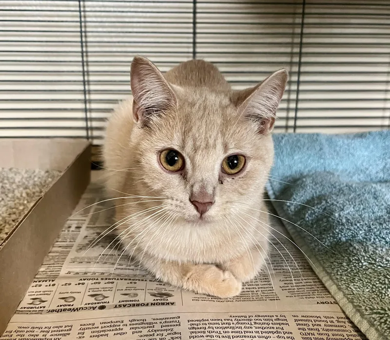 A baby medium-sized female Tabby (Buff / Tan / Fawn) Domestic Short Hair cat named Robin for adoption in Seville, OH