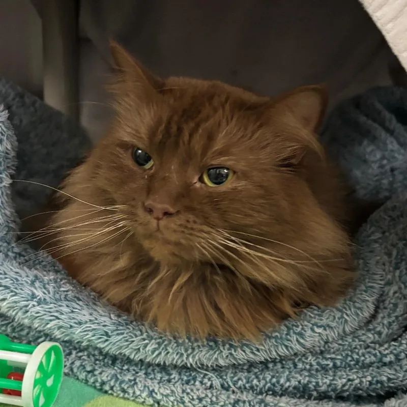 An adult large-sized female Domestic Long Hair cat named Bella for adoption in Springfield, MA