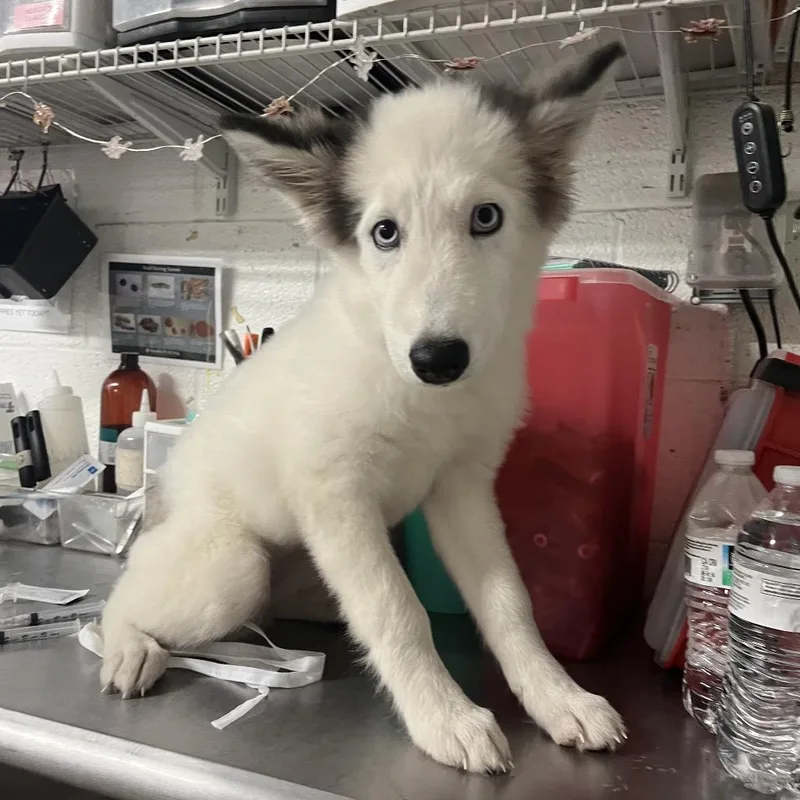 A baby small-sized female White / Cream Husky dog named Yuki for adoption in Edinburg, TX