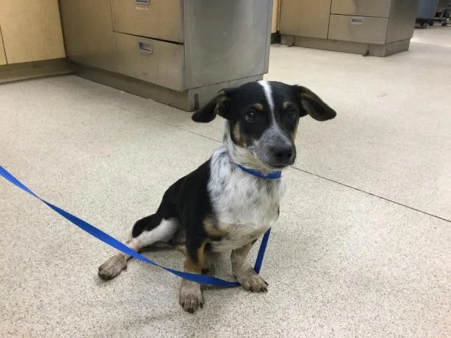 A baby small-sized male Australian Cattle Dog / Blue Heeler dog named Cachoro for adoption in Riverside, CA
