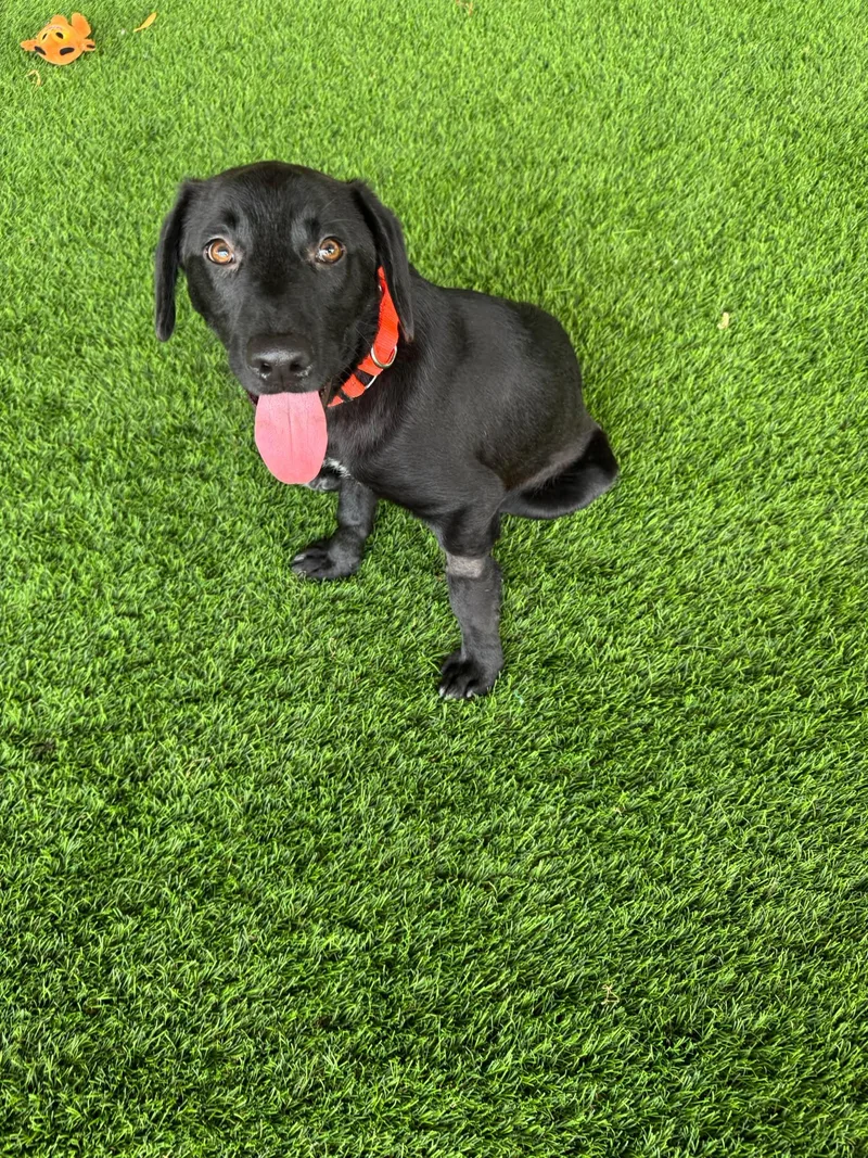 A baby medium-sized male Black Labrador Retriever dog named Jace for adoption in Brooklyn, NY